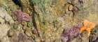Washington State, USA. Olympic NNP, Second Beach, ochre sea stars and giant green anemones. Art Print